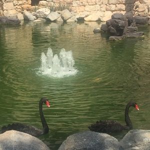 Meet your Posher, Samira